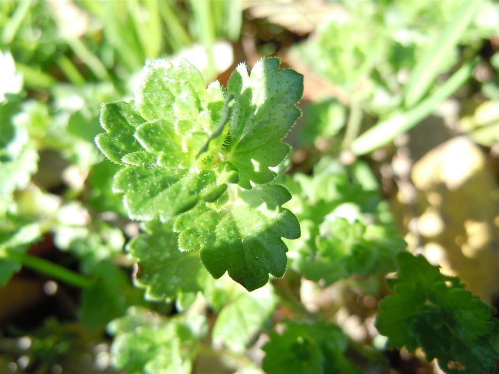 Fiorellini blu - Veronica persica